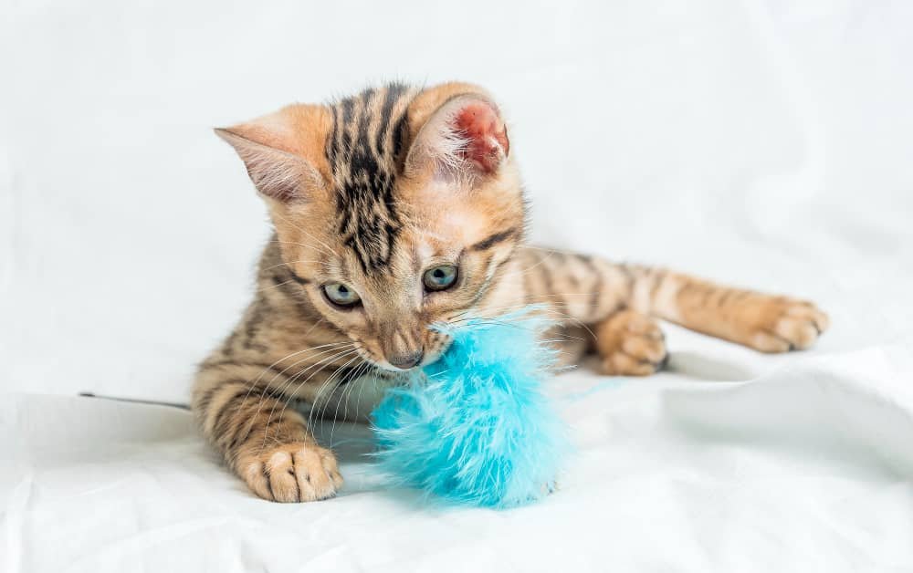 How the Right Toys Shape Your Pet’s Development